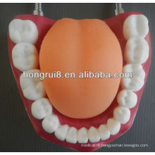 New Style Medical Dental Care Model,human teeth model